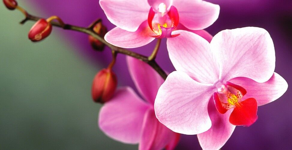 красивая орхидея из детки